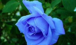 蓝色妖姬电视剧,穿越时空的爱恋